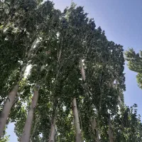 زمین-مسکونی-پارچین-حمامک