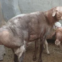 قوش تخمی .