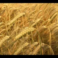 فروش جو بسیار تمیز گونی شده
