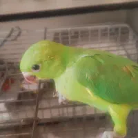 جوجه طوطی ملنگو سبز