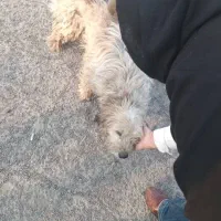 سگ پیدا شده|حیوانات|تهران, فلاح|دیوار