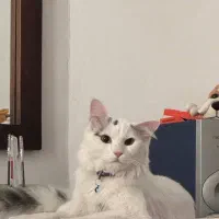 گربه پرشین کاملا اهلی ۳ساله|گربه|میاندوآب, |دیوار