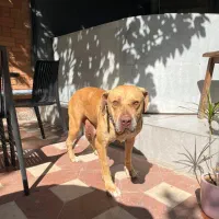 سگ پیتبول معاوضه|سگ|شیراز, زرگری|دیوار