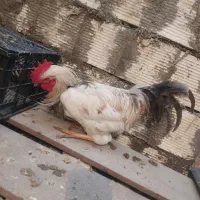 خروس|حیوانات مزرعه|دورود, |دیوار