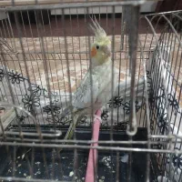 عروس هلندی|پرنده|کرمانشاه, |دیوار