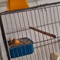 جفت نر ماده با تخم رگ زده