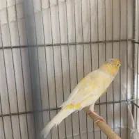 ماده قناری پس کوزه ای