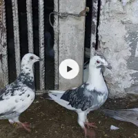 مسافتی و رنگی بشرط مدرک