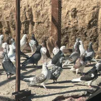 کفتر دونسته و پرشی کفتر تیرماه|پرنده|تهران, آهنگ|دیوار