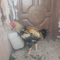 خروس مرغ و جوجه لاری