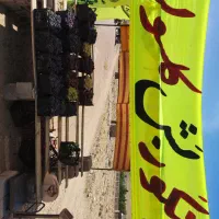 انگور سیاه بش کلسون