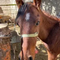 کره اسب مادیون|اسب و تجهیزات اسب‌سواری|الیگودرز, |دیوار