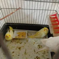 عروس هلندی|پرنده|اصفهان, هوانیروز|دیوار