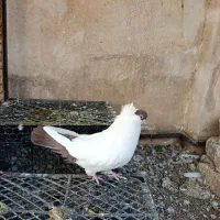 کبوتر زینتی