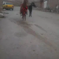 اسب نریان دوساله آرام ودرشت|اسب و تجهیزات اسب‌سواری|بیستون, |دیوار