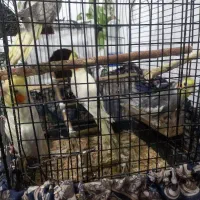 عروس هلندی|پرنده|قرچک, داوود آباد|دیوار