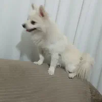 سگ پامر ۸ماهه آموزش دیده|سگ|تهران, زعفرانیه|دیوار