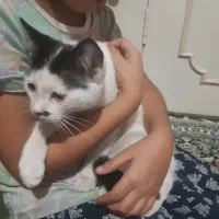 واگذاری گربه مهربان|گربه|قزوین, |دیوار