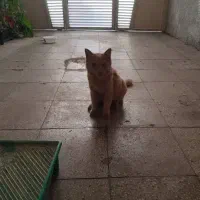 واگذاری گربه نژاد دار لوس و خانگی