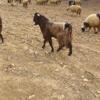 چپوش پازنی نژدی