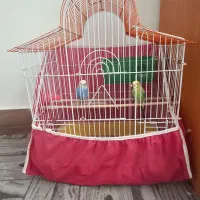 یک جفت مرغ عشق با قفس|پرنده|شاهرود, |دیوار