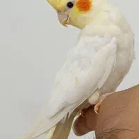 عروس پاریس لوتینو|پرنده|اهواز, کوی باهنر|دیوار