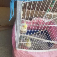 عروس هلندی با قفس معاوضه با سهره یا قناری|پرنده|خمینیشهر, |دیوار