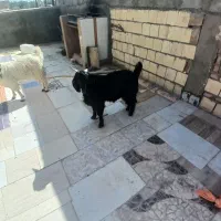 بزغاله نر فقط تماس بگیرید الگی مزاحم نشو|حیوانات مزرعه|سراوان, |دیوار