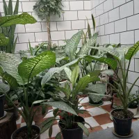 گل اپارتمانی