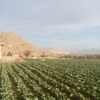 فروش زمین کشاورزی و باغی|فروش زمین و ملک کلنگی|فسارود, |دیوار