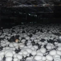 نیرو کار ساده برای کارخانه قارچ