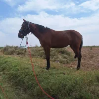 اسب مادیان ۳ساله