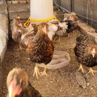 تخم نطفه دار و نیمچه خروس نژاد زیبای ویاندونت