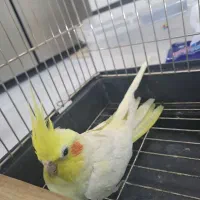 عروس هلندی نر اماده|پرنده|تهران, مشیریه|دیوار