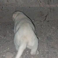 واگذاری رایگان توله ماده دورگه سرابی|سگ|سیرجان, |دیوار