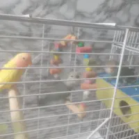 فروش۳ عدد طوطی برزیلی