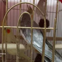 یک جفت عروس هلندی