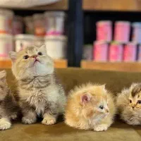 اسکاتیش بلو بریتیش لانگ هیر و شورت هیر