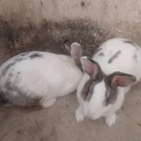 2 عدد خرگوش بالغ‌.اماده.برای‌بچه.۲تا300|موش و خرگوش|جوادآباد, |دیوار