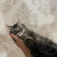 بچه گربه پرشین|گربه|ارومیه, |دیوار