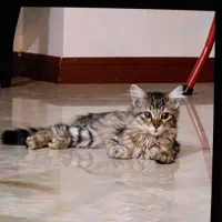 گربه ۵ ماهه ماده