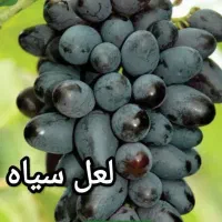 نهال انگور سیاه اصلی