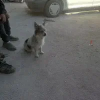 سگ پاکوتاه خشکل وحرف گوش کن|سگ|کاشمر, |دیوار