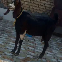 بز گوسفند