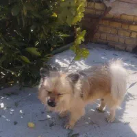 سگ پامرانین روباهی|سگ|مرودشت, زنگی آباد|دیوار