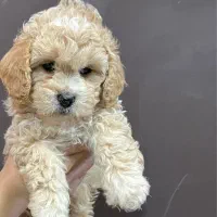 واگذاری توی پودل