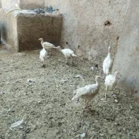 جوجه بوقلمون|حیوانات مزرعه|مرودشت, دولت آباد|دیوار
