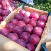 سیب قرمز لبنان درجه ۱ لوکس