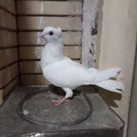 کفتر سفید موشی نوک ریز کاکلی ماده