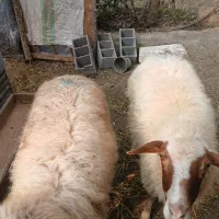 گوسفنده شکم دار|حیوانات مزرعه|رودسر, |دیوار